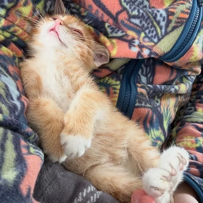 A baby small-sized male Orange / Red Domestic Short Hair cat named Fawkes Sweet and for adoption in Flagstaff, AZ