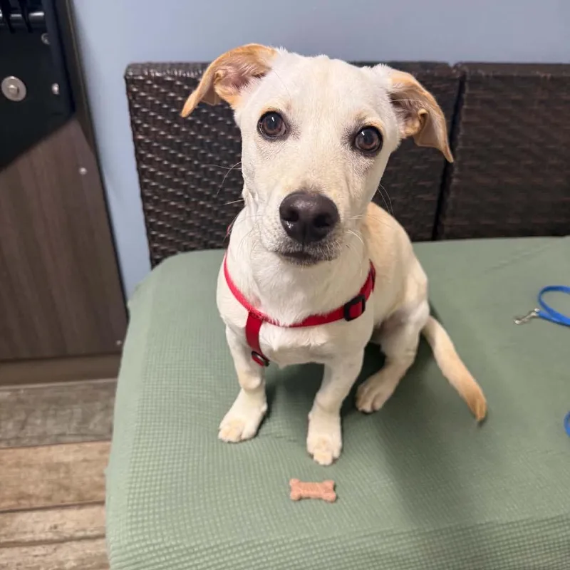 A baby small-sized male White / Cream Basset Hound dog named Rascal for adoption in Pasadena , MD