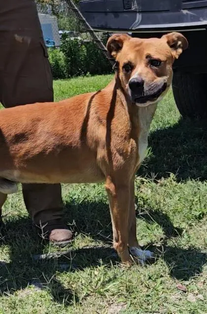 A young medium-sized male Mixed Breed dog named Conway for adoption in Port Saint Joe, FL