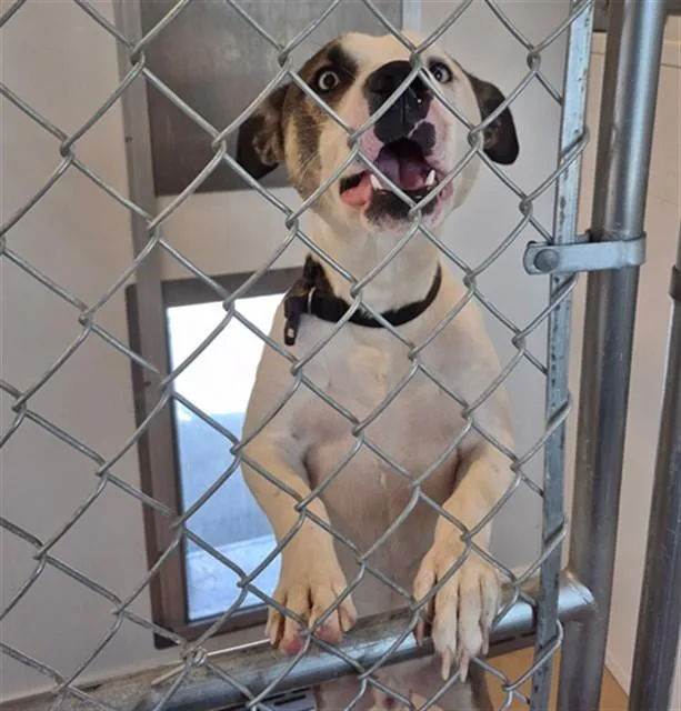 An adult medium-sized male Pit Bull Terrier dog named Cooper for adoption in Casper, WY