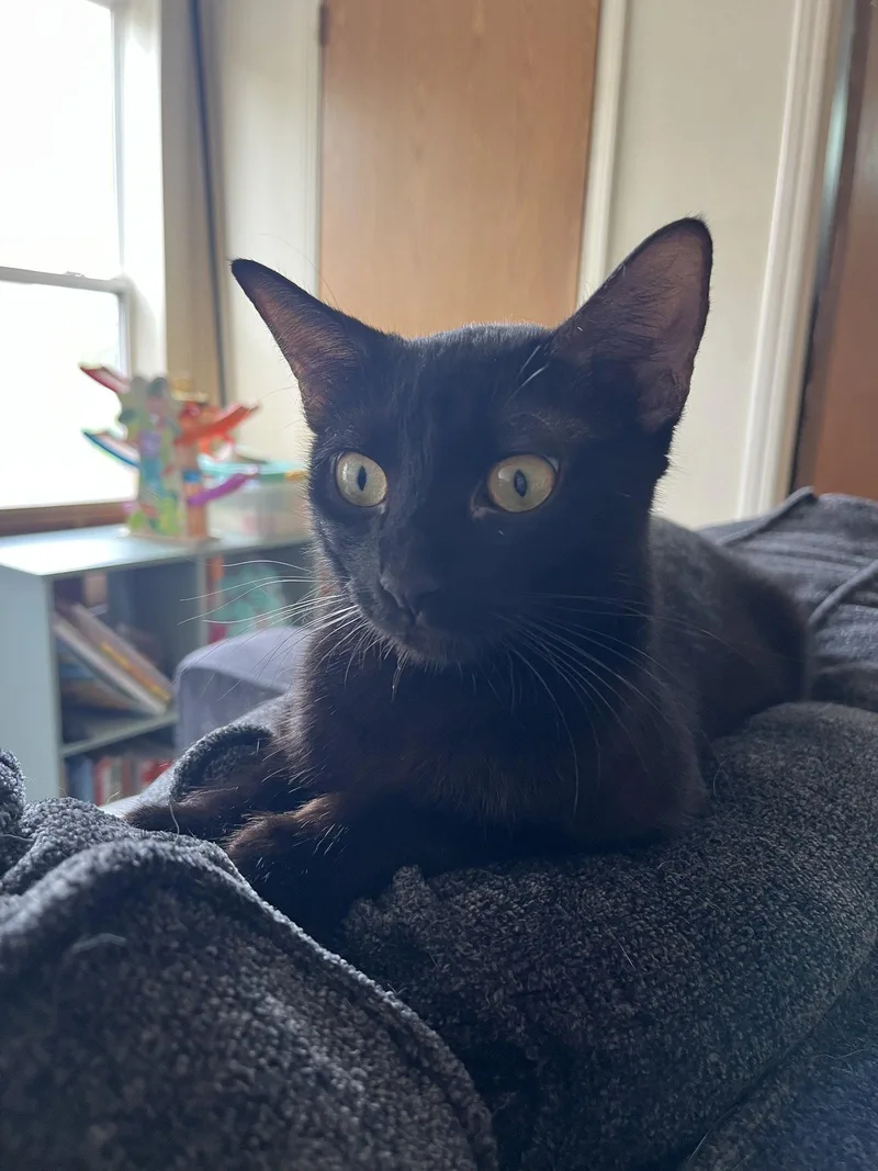 An adult medium-sized female Black Domestic Short Hair cat named Maybelline for adoption in Walled Lake, MI