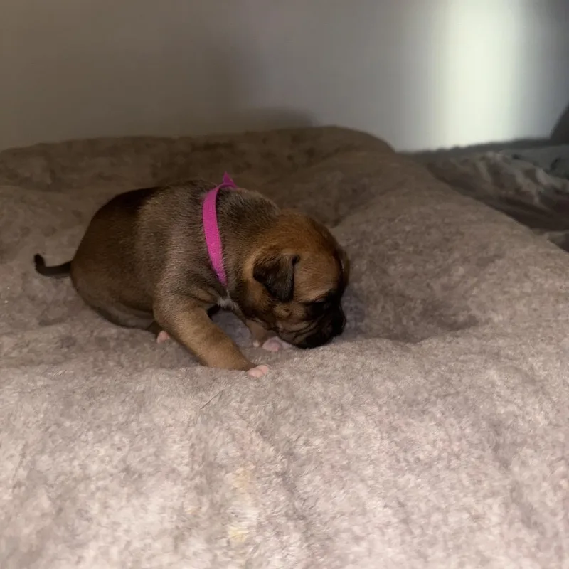 Mochi thumbnail 6