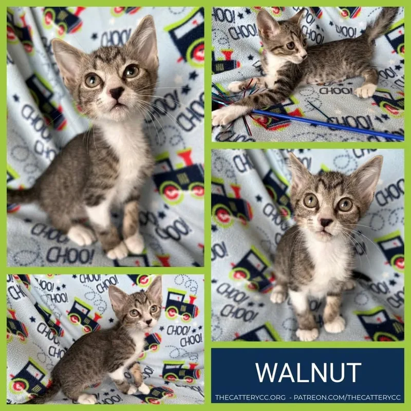 A baby small-sized male Domestic Short Hair cat named Walnut for adoption in Corpus Christi, TX