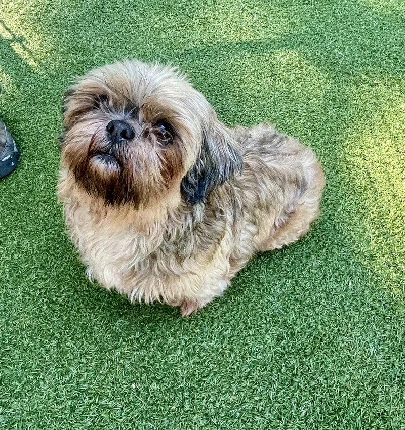 An adult small-sized female Havanese dog named Lucy for adoption in Greenwich, CT