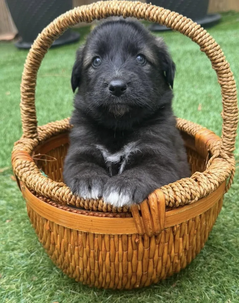 A baby large-sized female Husky dog named Dakota for adoption in Crosby, TX