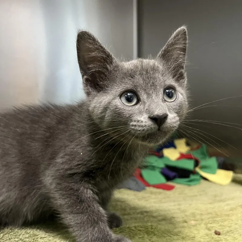 A baby small-sized male Gray / Blue / Silver Domestic Short Hair cat named Mercury for adoption in Naples, FL