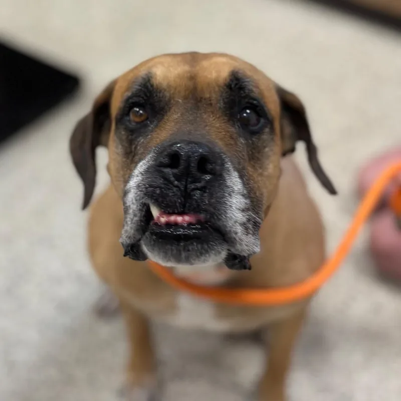 A senior large-sized male Brown / Chocolate Boxer dog named Red for adoption in Nashville, IN