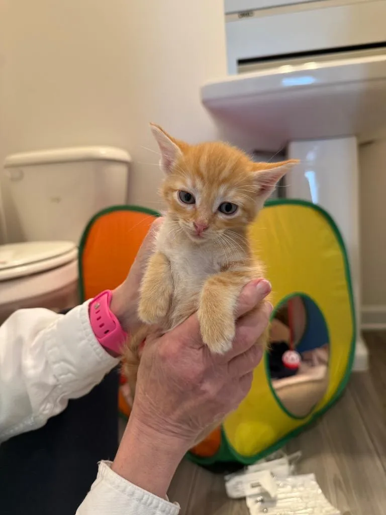 A baby medium-sized male Domestic Short Hair cat named Mace Windu for adoption in Douglasville, GA