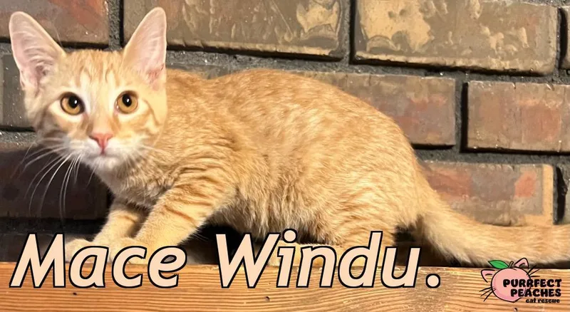 Mace Windu thumbnail 2