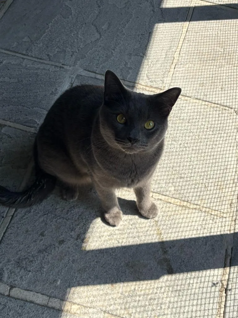 An adult medium-sized male Domestic Short Hair cat named Bluest for adoption in Port Jervis, NY