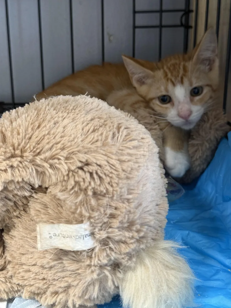 A baby medium-sized male Orange & White Domestic Short Hair cat named Door Dash for adoption in Houston, TX