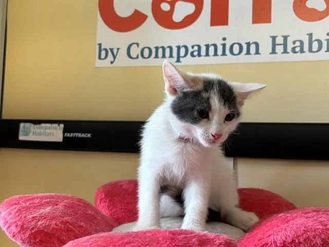 A baby medium-sized female Domestic Short Hair cat named Marie Purrie for adoption in Lancaster, CA
