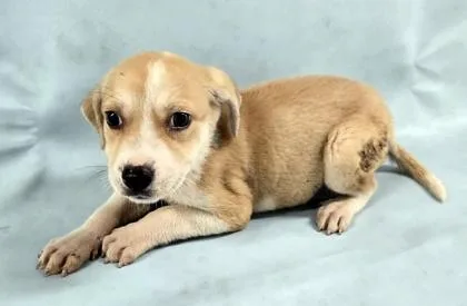A baby medium-sized female Spaniel dog named Frankie for adoption in Morton Grove, IL