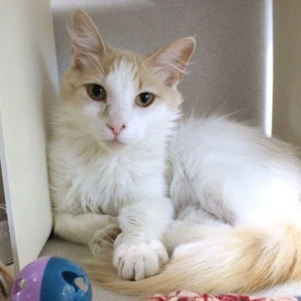 An adult small-sized female Domestic Medium Hair cat named Annie for adoption in Des Moines, IA
