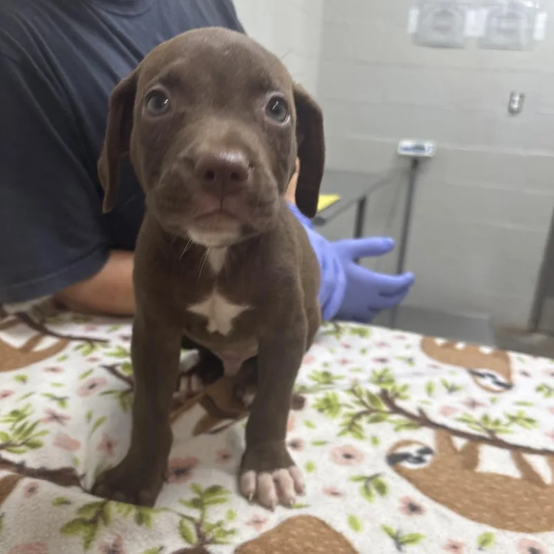 A baby small-sized male Brown / Chocolate Labrador Retriever dog named Dunkin for adoption in Clanton, AL