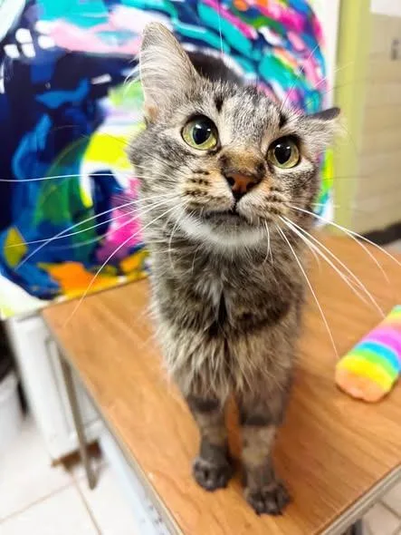 A young medium-sized female Domestic Short Hair cat named Sassafras for adoption in Effingham, IL