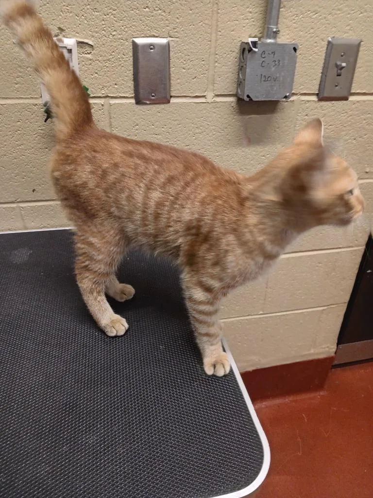 A young medium-sized male Domestic Short Hair cat named Pumpkin for adoption in Douglasville, GA