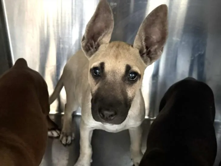 A baby large-sized female Staffordshire Bull Terrier dog named Daffy for adoption in Los Angeles, CA