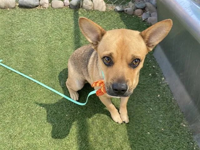 A young small-sized male Pug dog named Salami for adoption in Phoenix, AZ