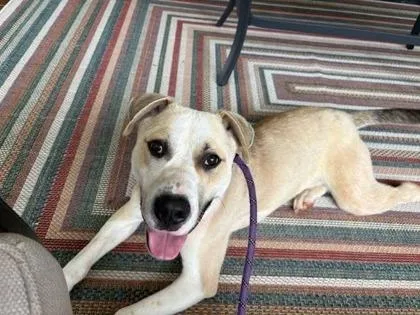 Buddy $ thumbnail 2