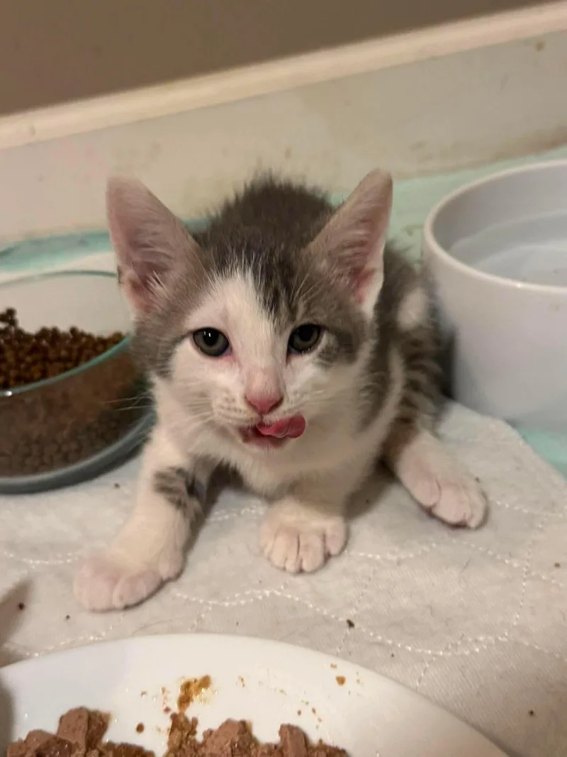 A baby medium-sized male Gray & White Domestic Short Hair cat named Tank for adoption in Minneapolis, MN