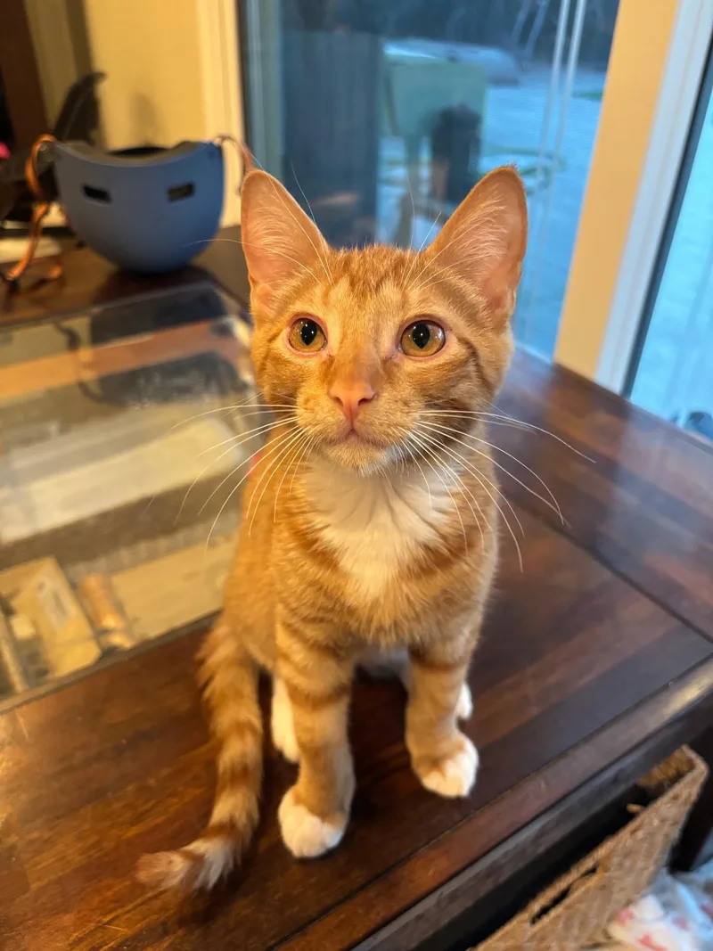 A baby small-sized male Orange & White Domestic Short Hair cat named Human Torch for adoption in Mission Viejo, CA