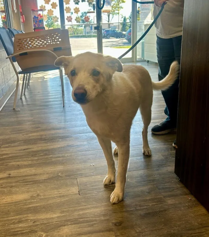 A young large-sized male Shepherd dog named Jasper for adoption in Liverpool, NY