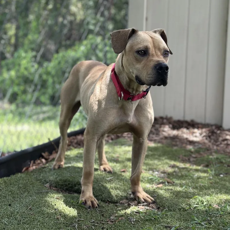 An adult medium-sized male Yellow / Tan / Blond / Fawn Mixed Breed dog named Azriel for adoption in Titusville, FL