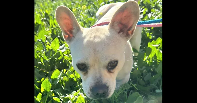 An adult small-sized male White / Cream French Bulldog dog named Frenchua for adoption in Jamul, CA