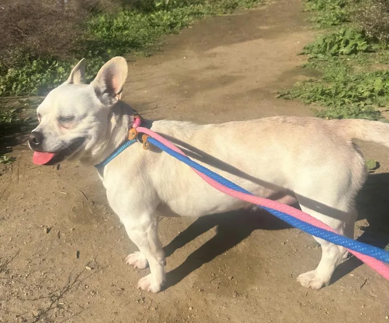 Frenchua thumbnail 2