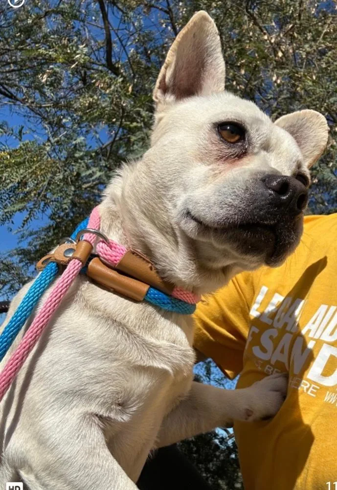 Frenchua thumbnail 3