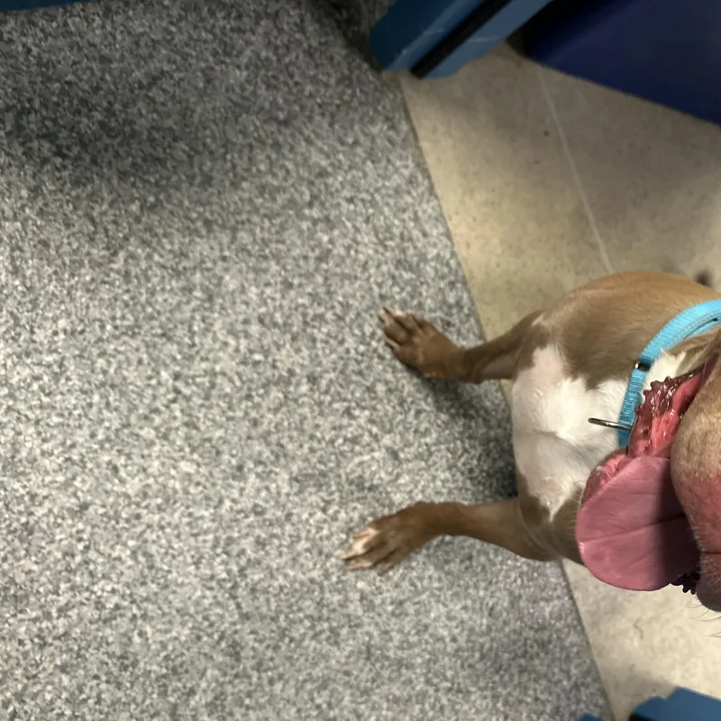 A young large-sized male American Bully dog named Scrappy for adoption in Manassas, VA