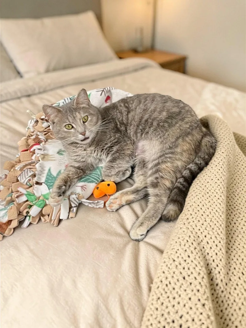 An adult medium-sized female Domestic Short Hair cat named Moonbeam for adoption in Champaign, IL