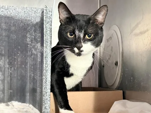 An adult large-sized male Domestic Short Hair cat named Chessboard for adoption in New York, NY