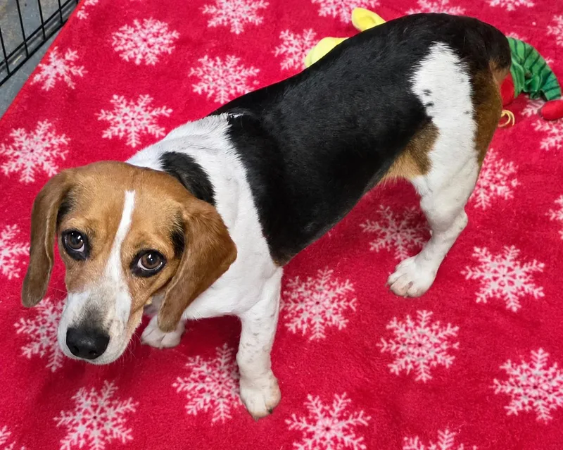 A young small-sized female Tricolor (Brown, Black, & White) Beagle dog named Babygirl for adoption in Momence, IL