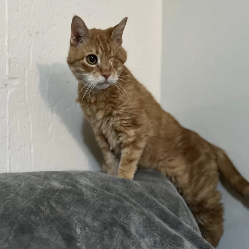 A senior medium-sized male Domestic Short Hair cat named Tantor for adoption in Bountiful, UT