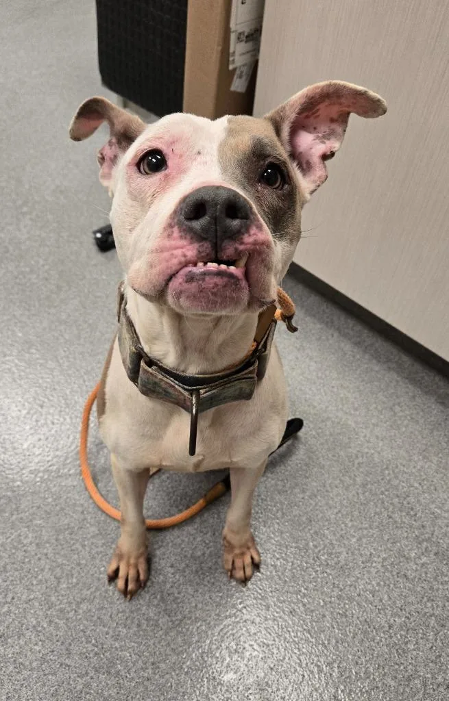 An adult large-sized female Pit Bull Terrier dog named Polka Yrly for adoption in Sidney, OH