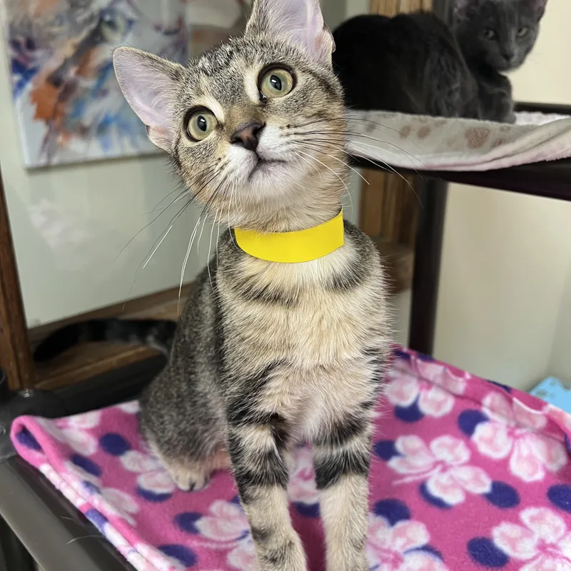 A young medium-sized female Tabby (Brown / Chocolate) Domestic Short Hair cat named Peanut for adoption in Arlington Heights, IL