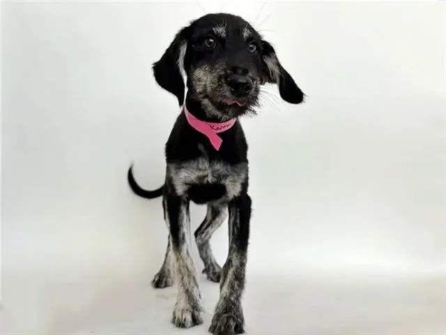 A baby small-sized female Terrier dog named Karma for adoption in Saint Louis, MO