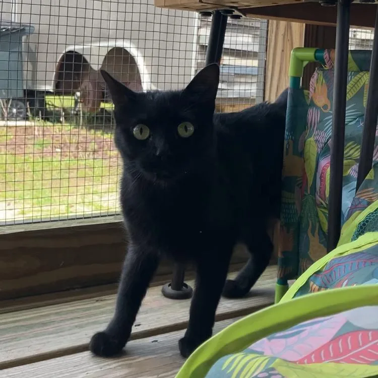A young medium-sized female Black Domestic Short Hair cat named Saylor for adoption in Freeport, FL