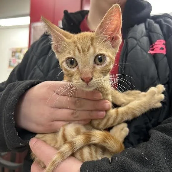 A baby small-sized male Domestic Short Hair cat named Cheeto for adoption in Birmingham, AL