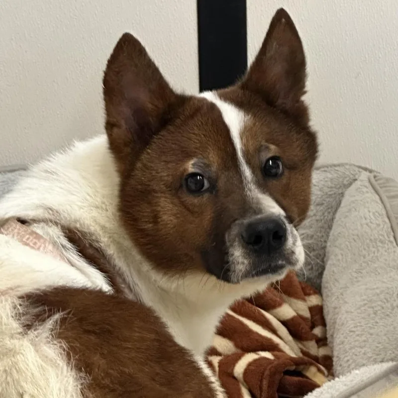 An adult medium-sized male White / Cream Mixed Breed dog named Spartan for adoption in Lake Jackson, TX