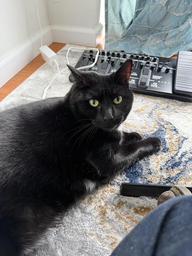 An adult large-sized female Domestic Short Hair cat named Joan for adoption in Milltown, NJ