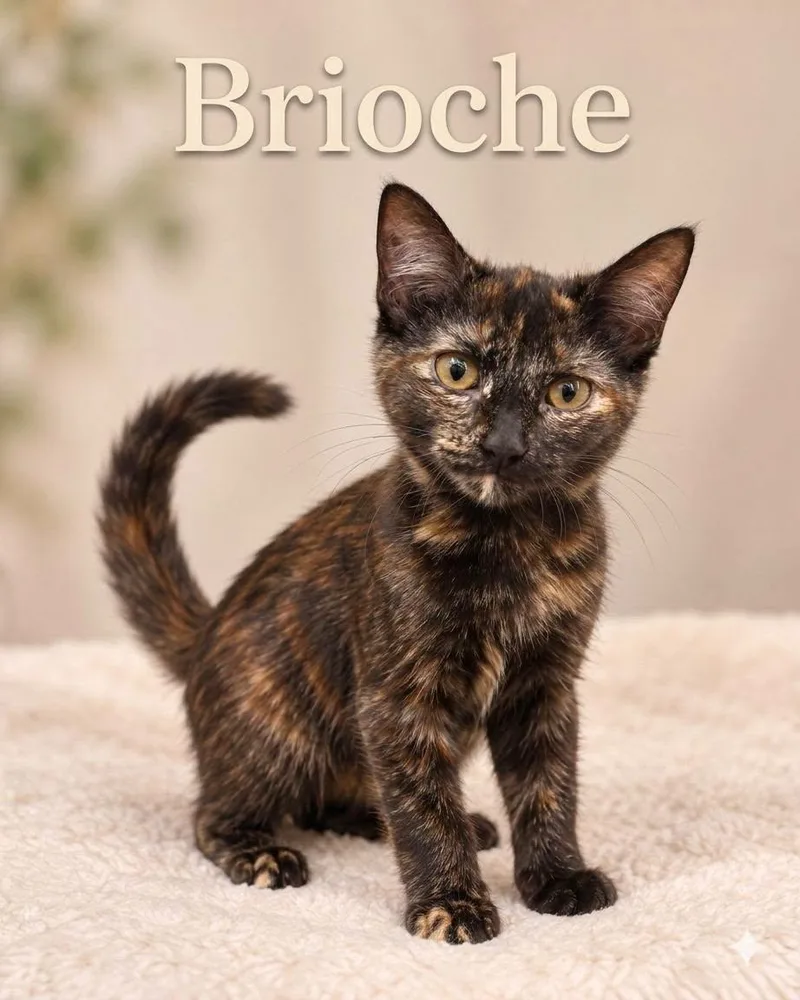 A young medium-sized female Tortoiseshell cat named Brioche & Pita for adoption in Midlothian, TX