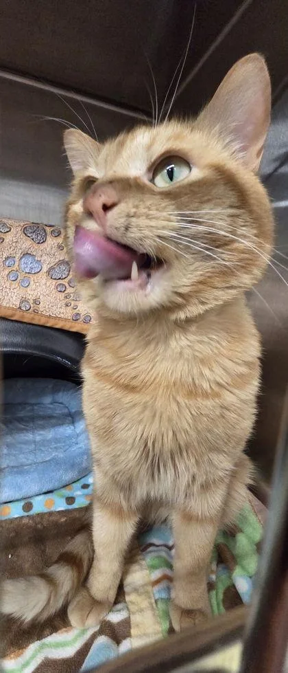 An adult medium-sized male Domestic Short Hair cat named Copper for adoption in Shawano, WI