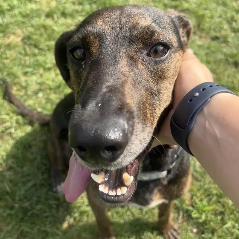 An adult large-sized female Brindle Hound dog named Bagel for adoption in Harrisonburg, VA