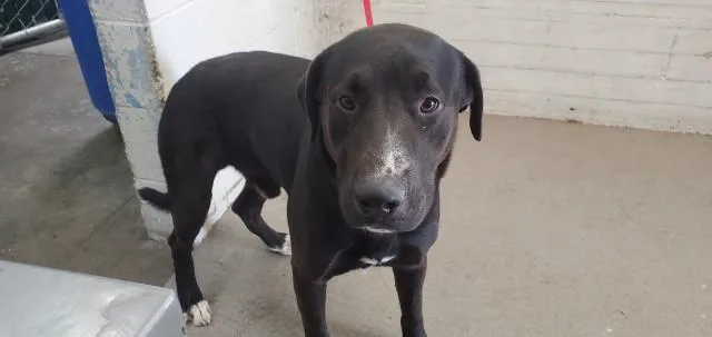 A young large-sized male Labrador Retriever dog named Eduardo for adoption in San Bernardino, CA