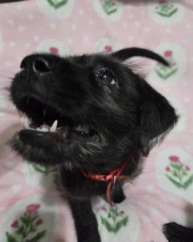 A baby medium-sized female Miniature Schnauzer dog named Maeve for adoption in Liverpool, TX