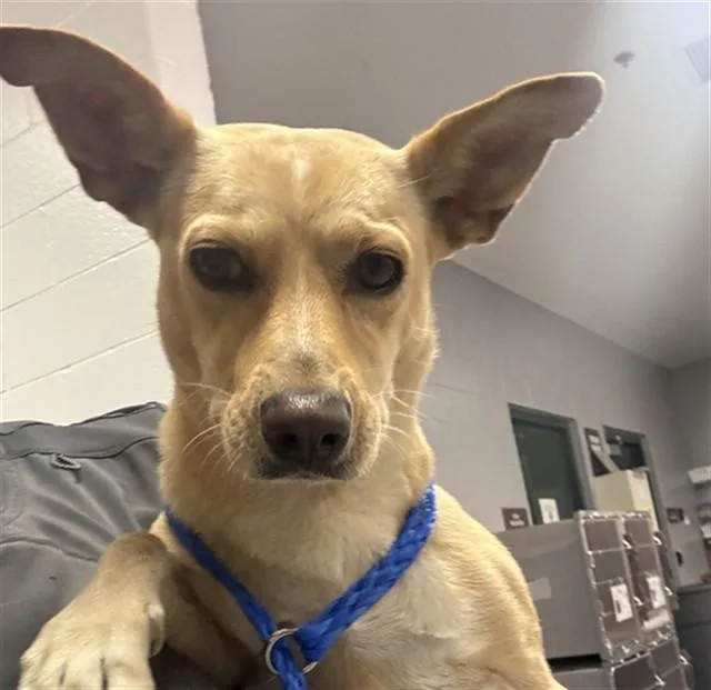 An adult small-sized female Chihuahua dog named Loni for adoption in Riverside, CA