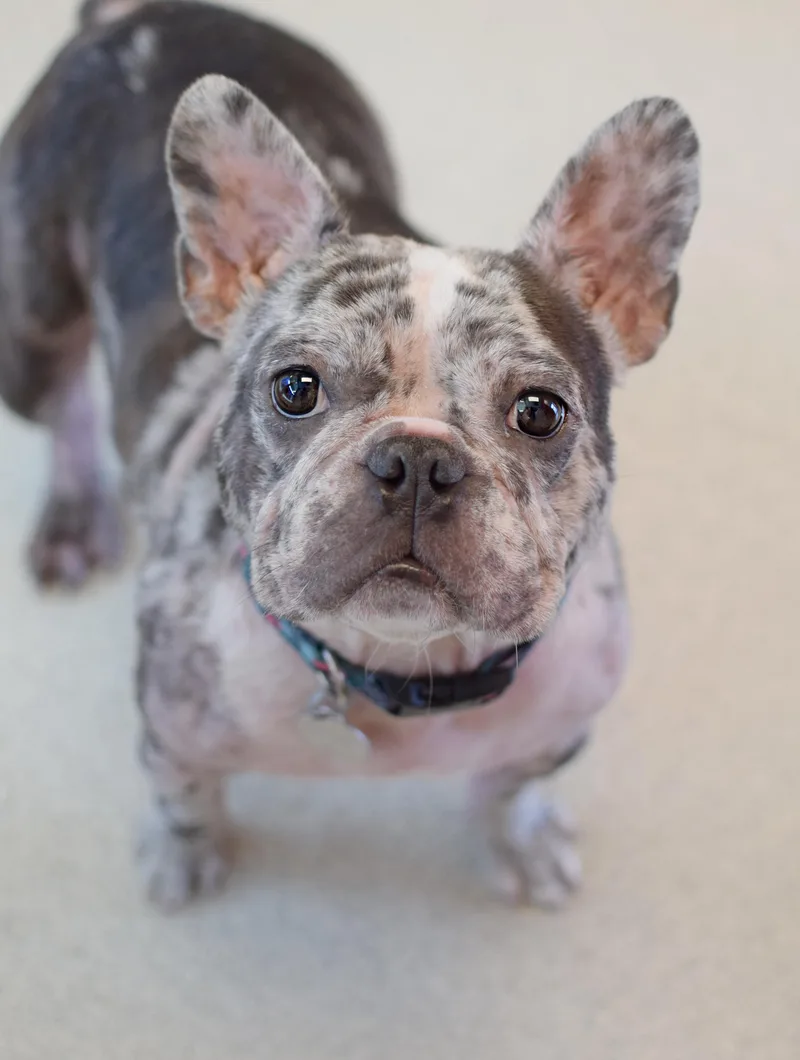 A young small-sized female Merle (Blue) French Bulldog dog named Cookie for adoption in Pontiac, MI